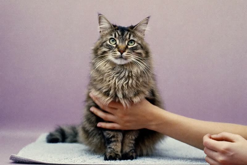 A long-haired cat being gently brushed