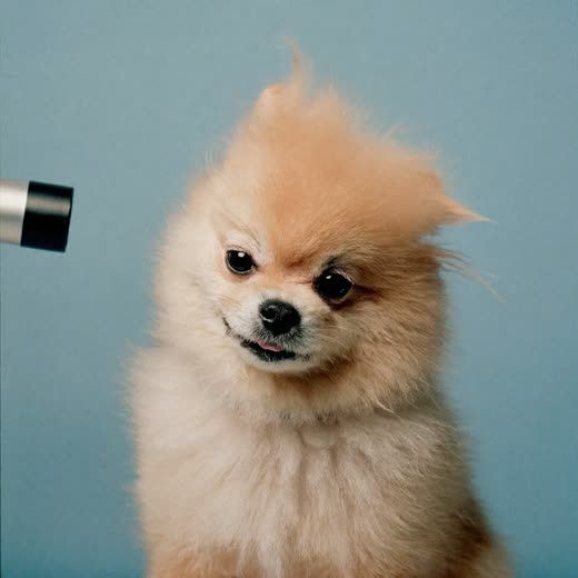 A fluffy white dog having its coat blow-dried