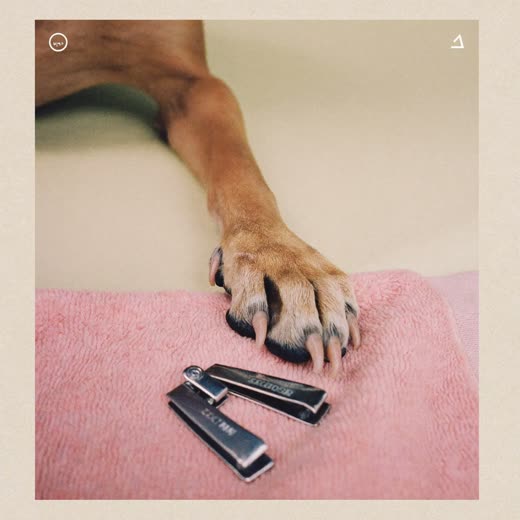 A dog's paw beside a pair of nail clippers