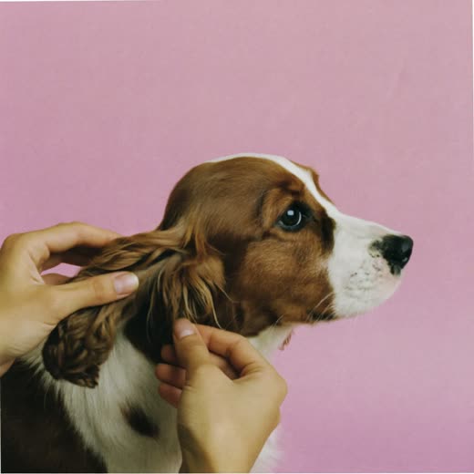 A spaniel having its ear checked and cleaned