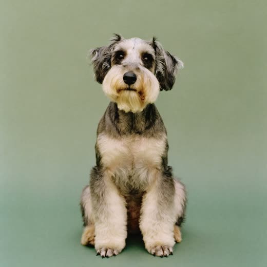 A neatly clipped schnauzer sitting upright after a groom